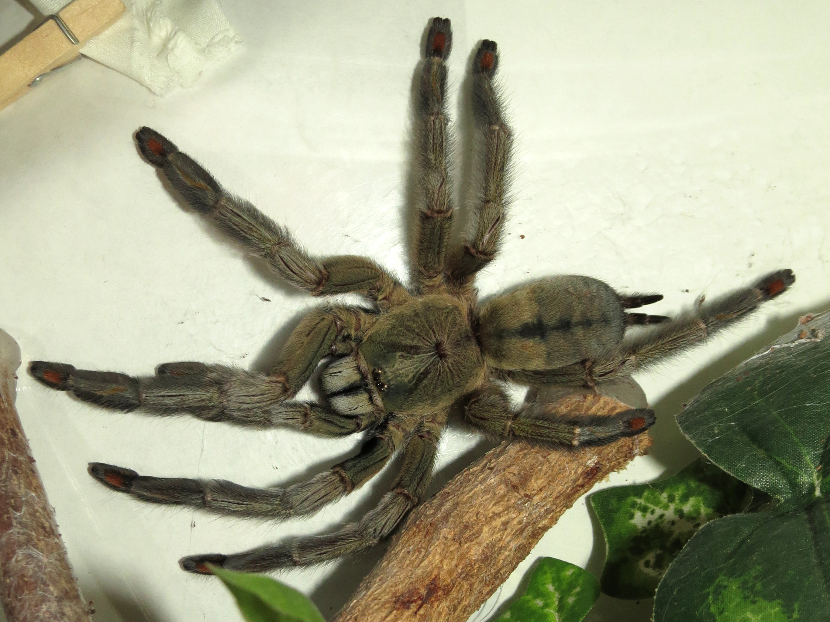 Hunting (♀ Psalmopoeus cambridgei 6") [1/2]