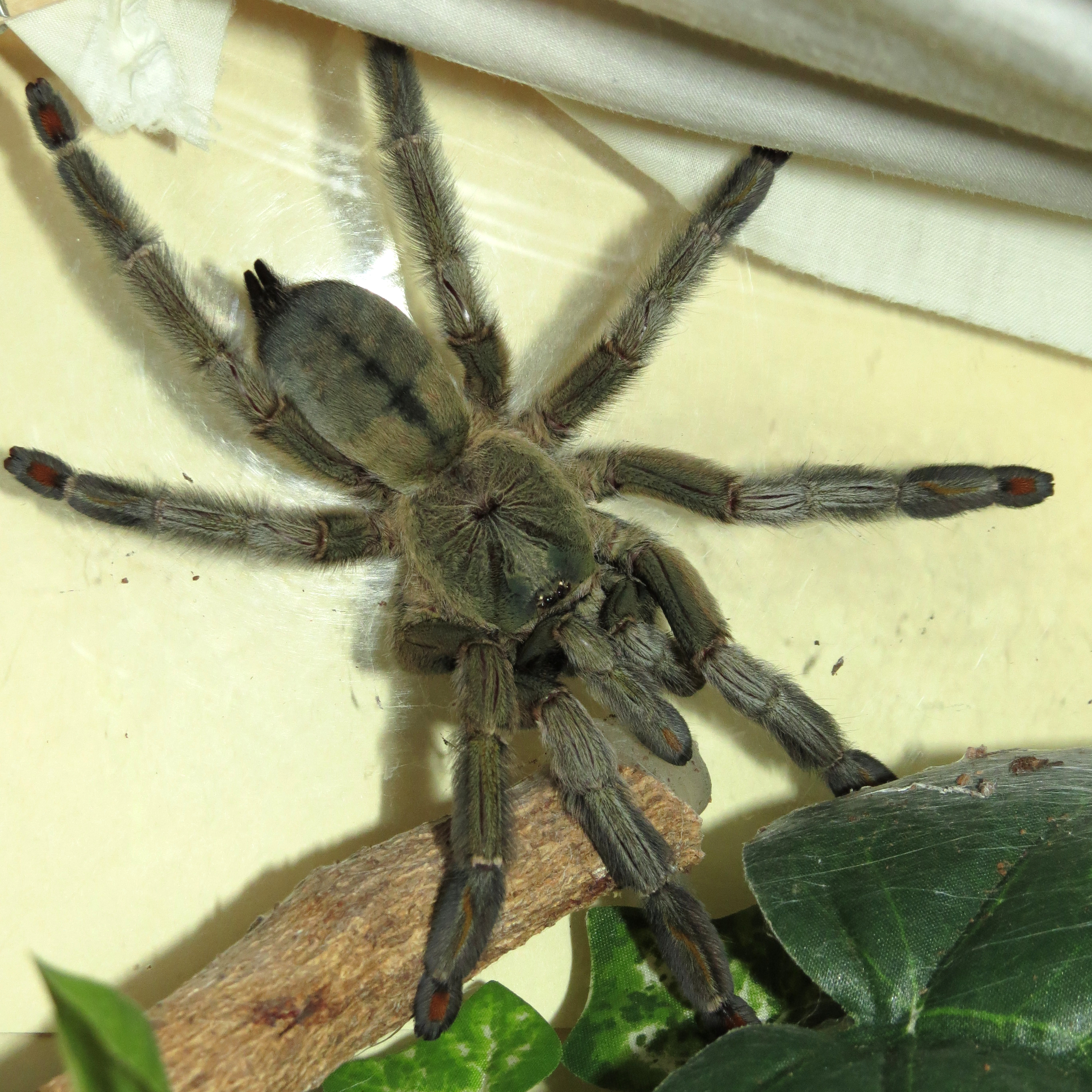 Hunting (♀ Psalmopoeus cambridgei 6") [2/2]