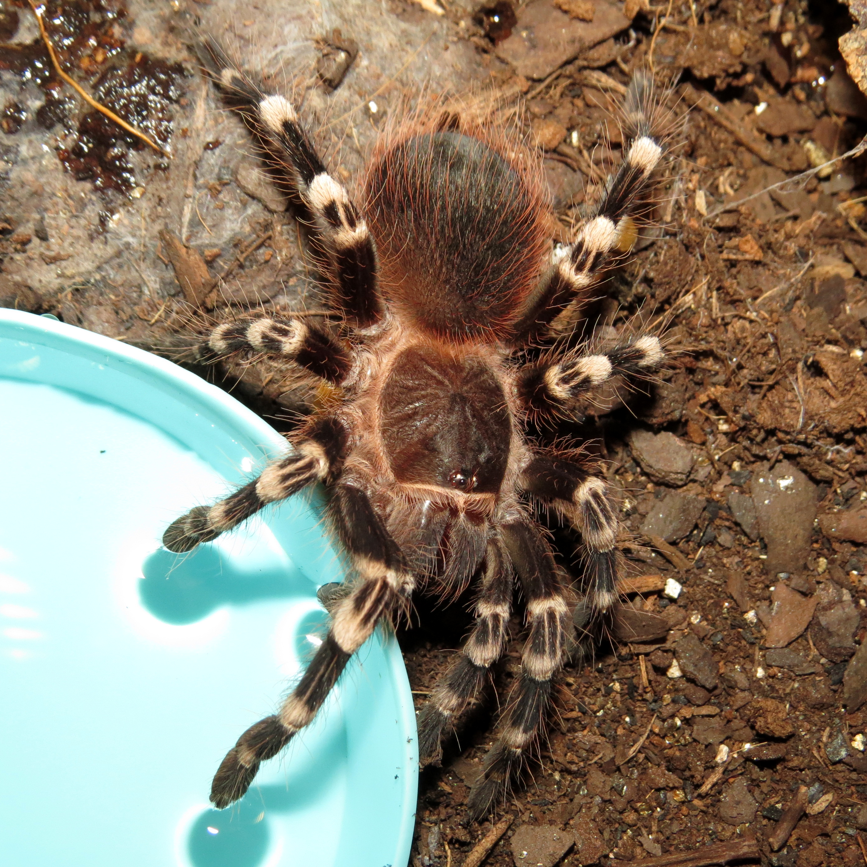 Hunting (♂ Acanthoscurria geniculata 3.5")