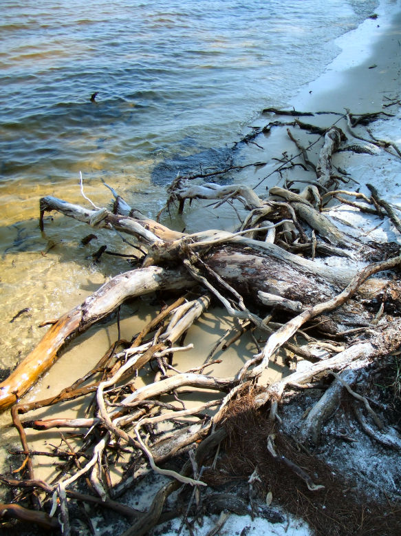 Hunting driftwood