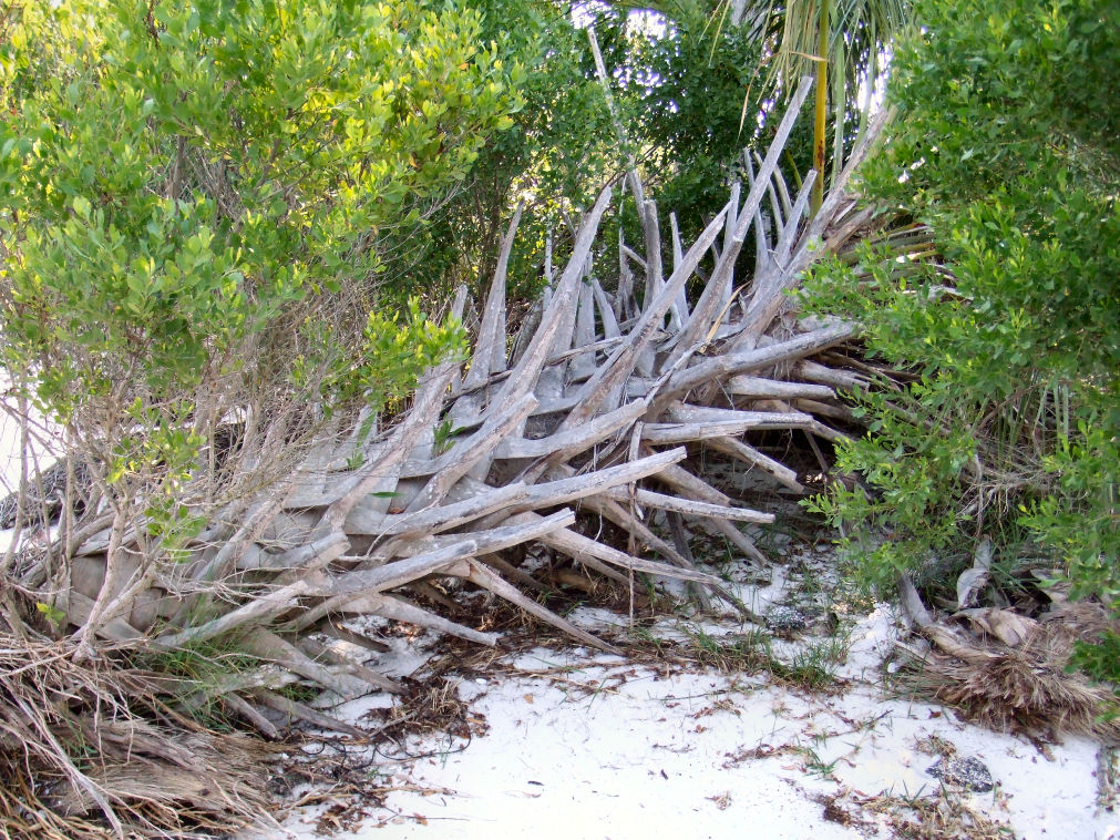 Hunting driftwood