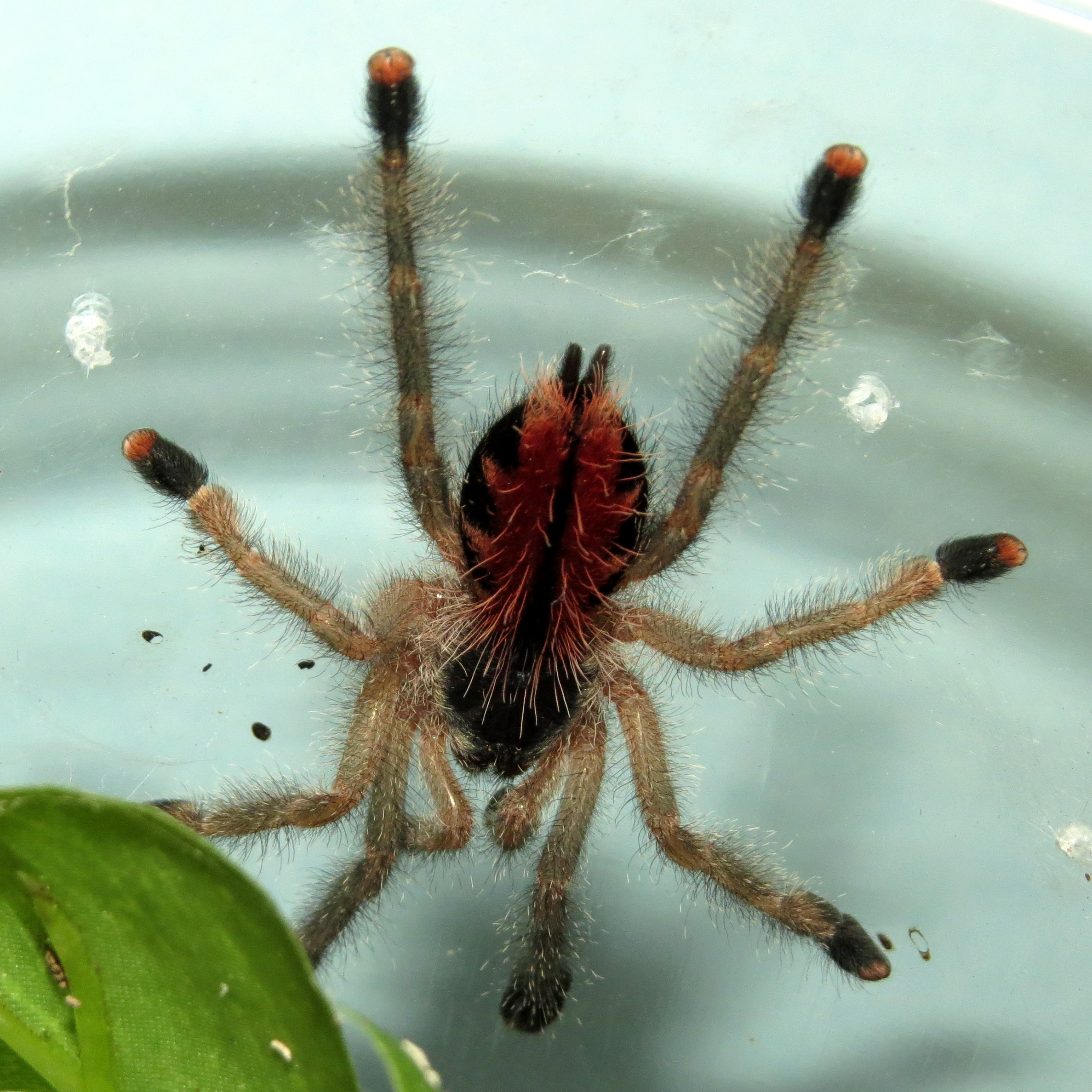 Hunting Floof (Avicularia avicularia 1.75")