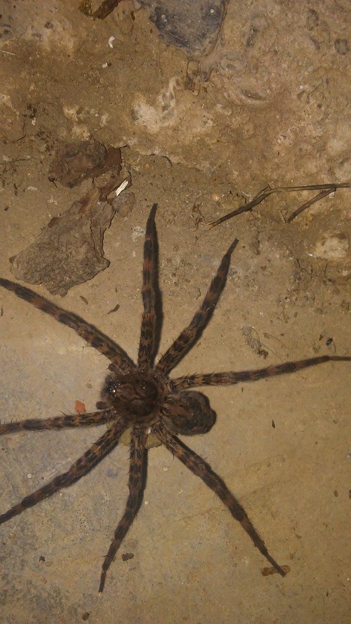 Huntsman Spider?