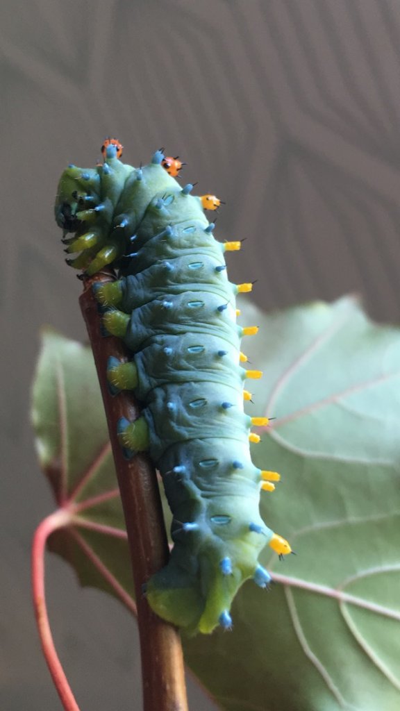 Hyalophora Cecropia l5