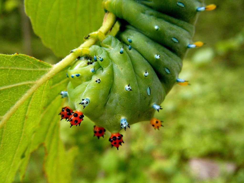 Hyalophora cercropia