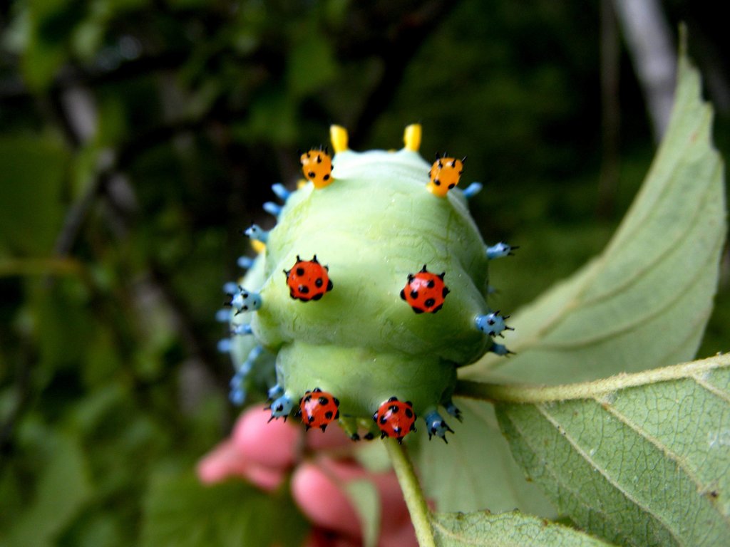 Hyalophora cercropia