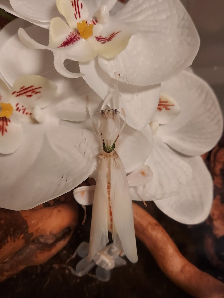 Hymenopus coronatus, freshly molted female