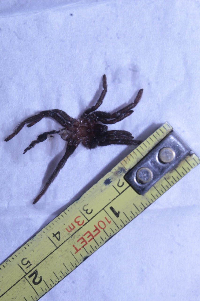 Hysterocrates gigas - 1.5 inch female,size reference