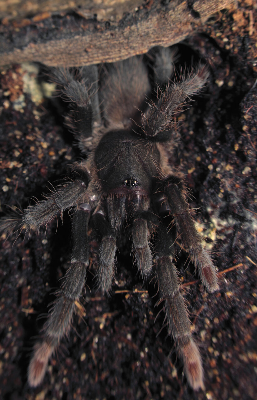 Hysterocrates gigas - 1.75~ inch female (shot #2)