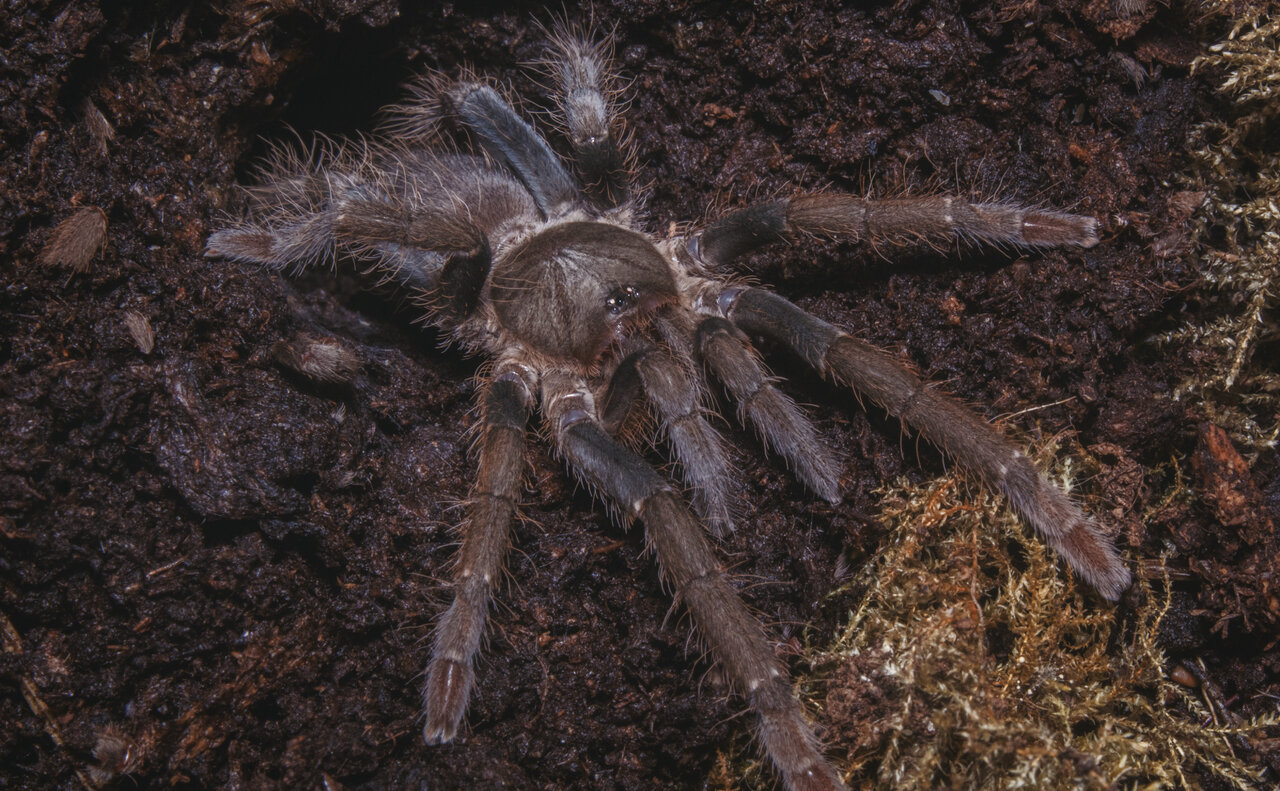 Hysterocrates gigas, juvenile female sh1