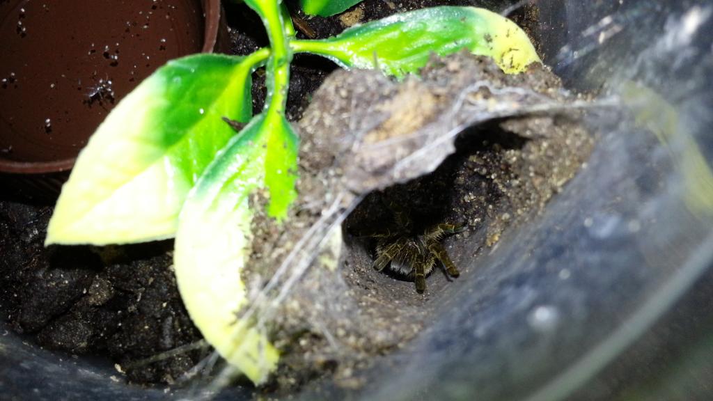 Hysterocrates gigas