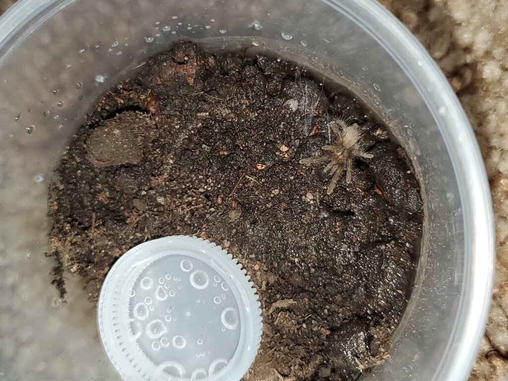 Hysterocrates gigas