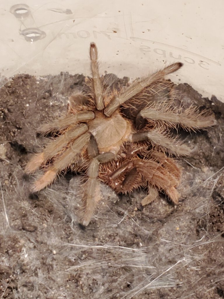 Hysterocrates sp. "Benin" (2)