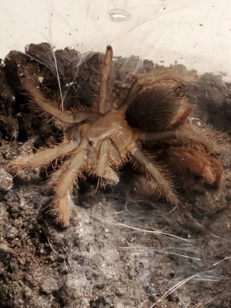 Hysterocrates sp. "Benin"