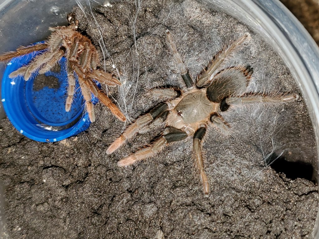 Hysterocrates sp. "Benin"