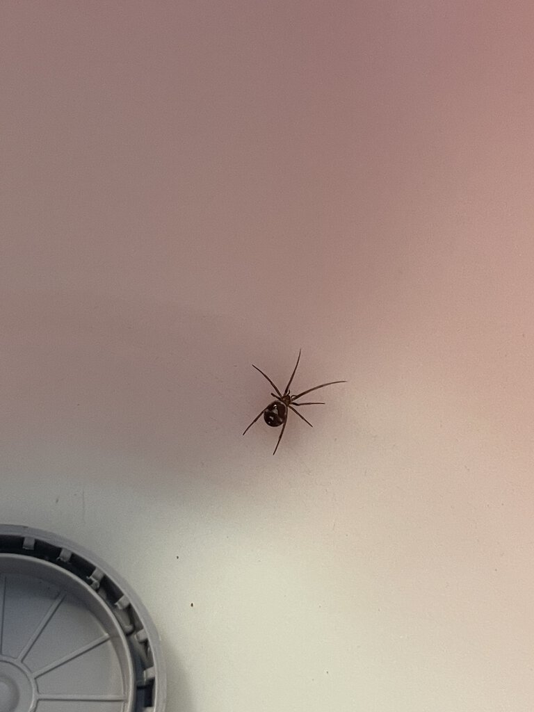 I’ve been raising several Steatoda Grossa babies from the sac. Here’s a pic of one from a month ago.