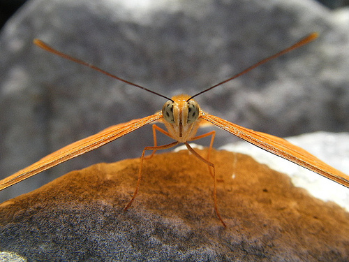 I also really enjoy butterfiles and moths!!