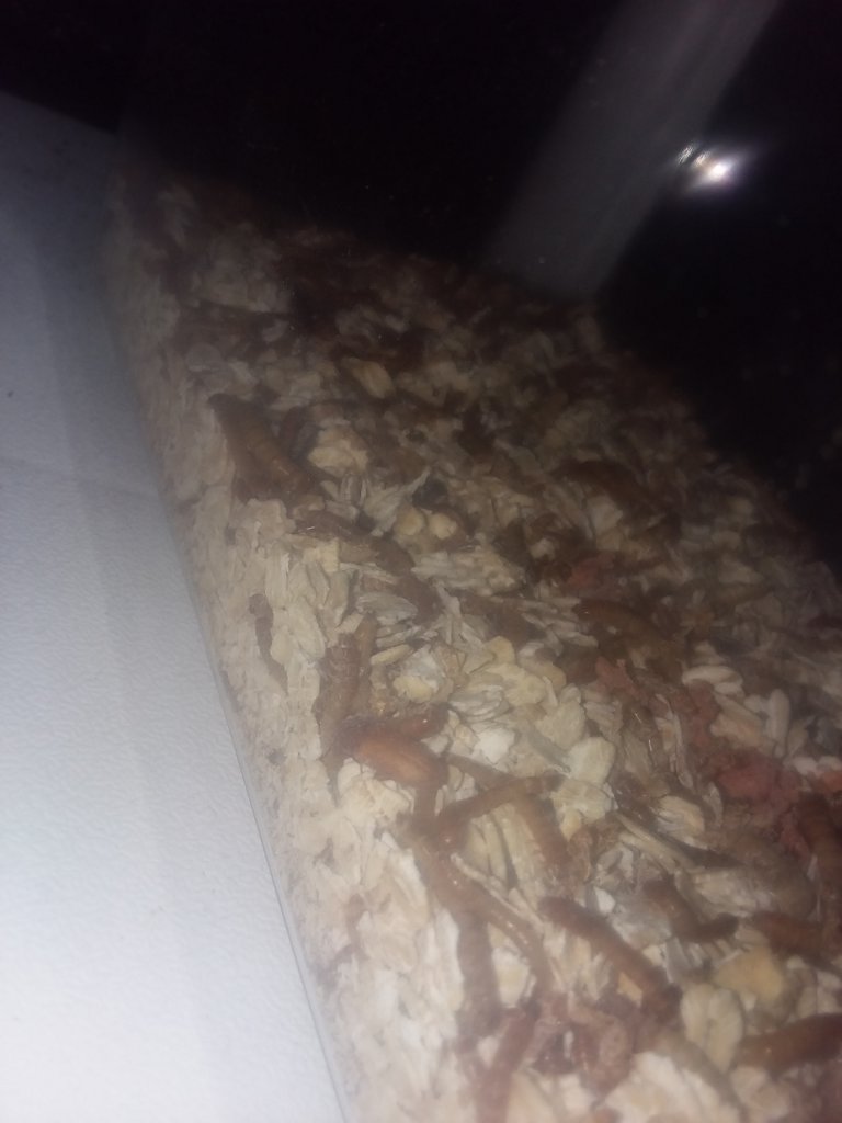 I Have a Beetle