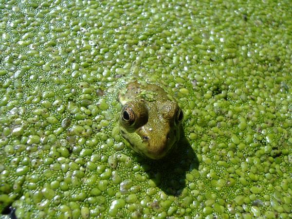 I have a weak spot for frogs!