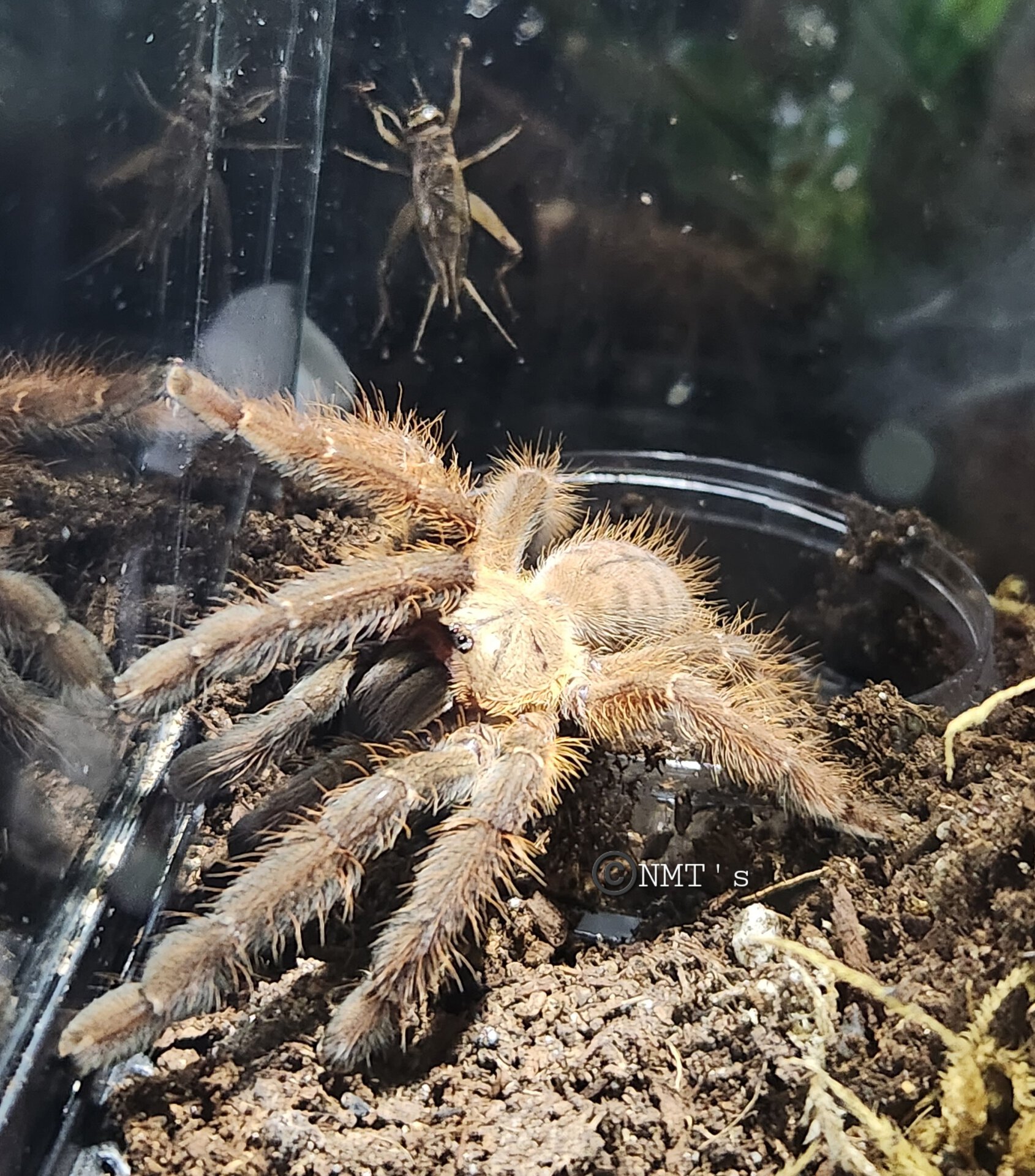 "I know I saw a cricket here..."