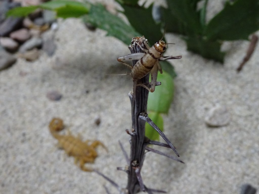 I like to think the scorpion is stalking it