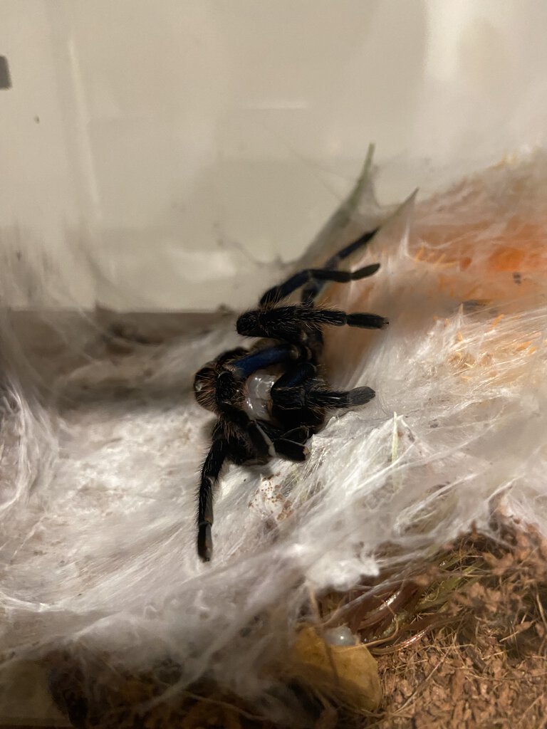 I never thought one of my Ts would molt on its side