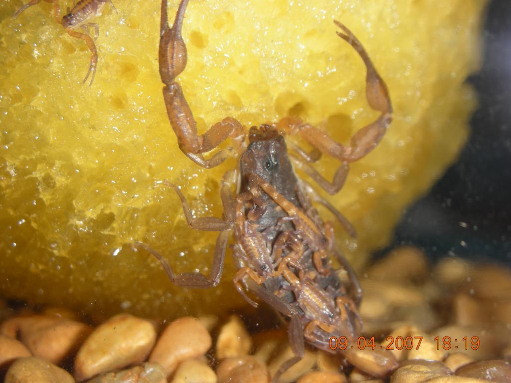 i think these are bark scorpions.