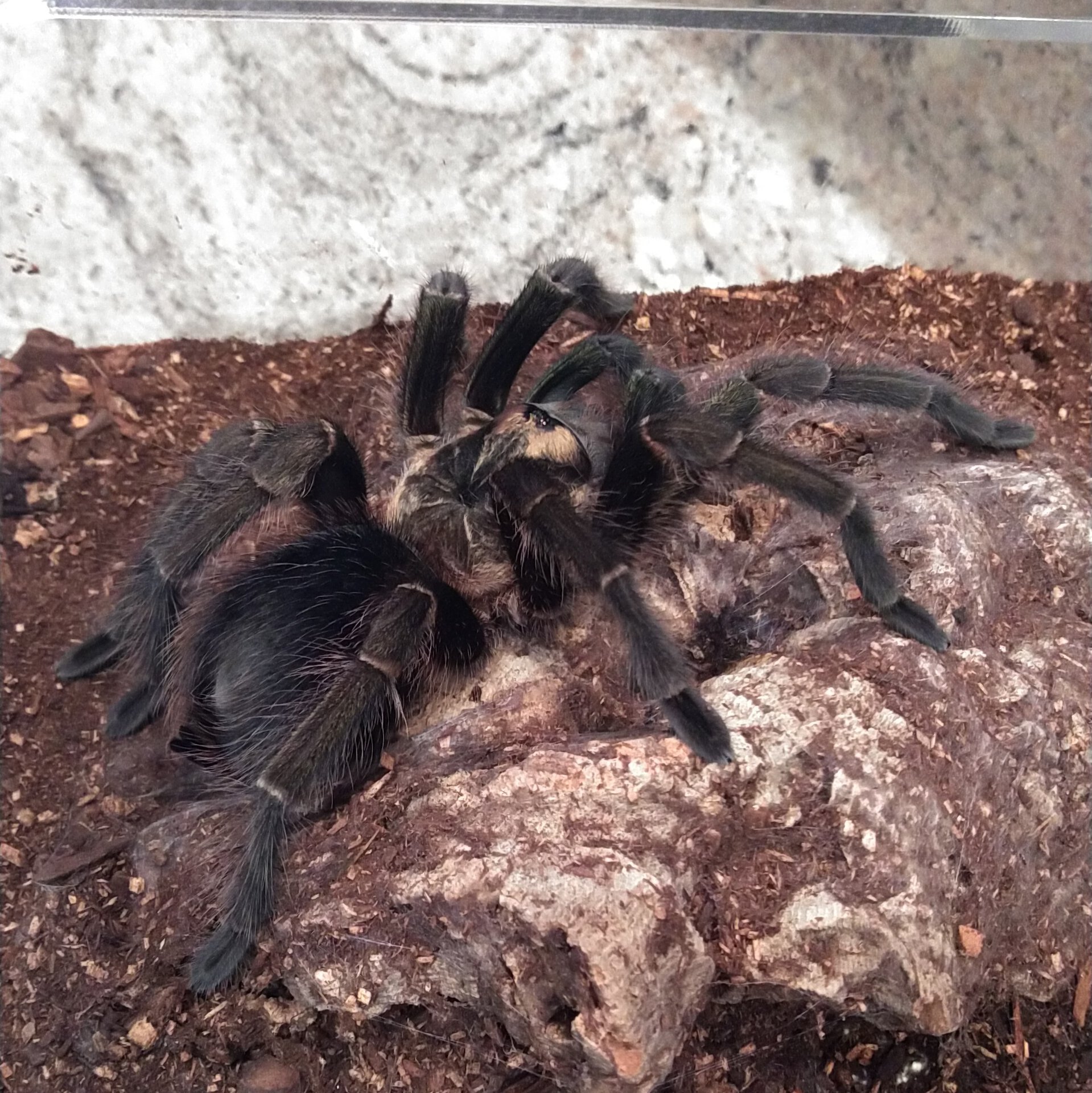 i9 or i10 Phormictopus sp. full green