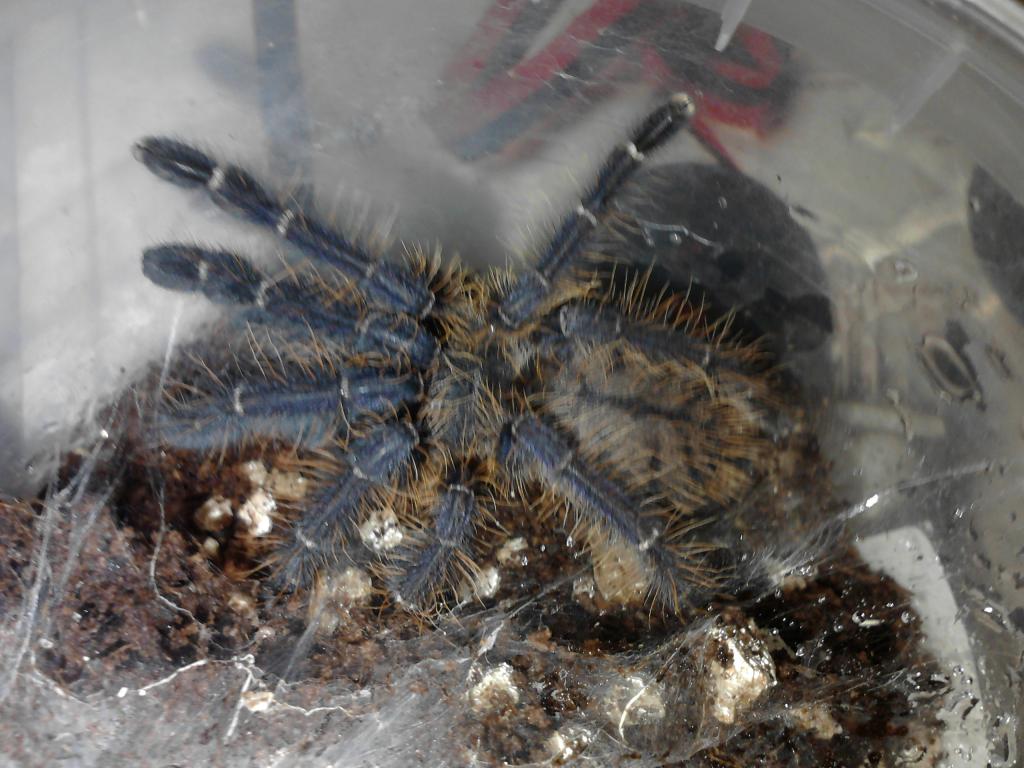 Id Help ,recently Molted
