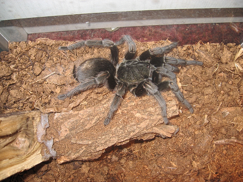 Id please..sold as P.scrofa