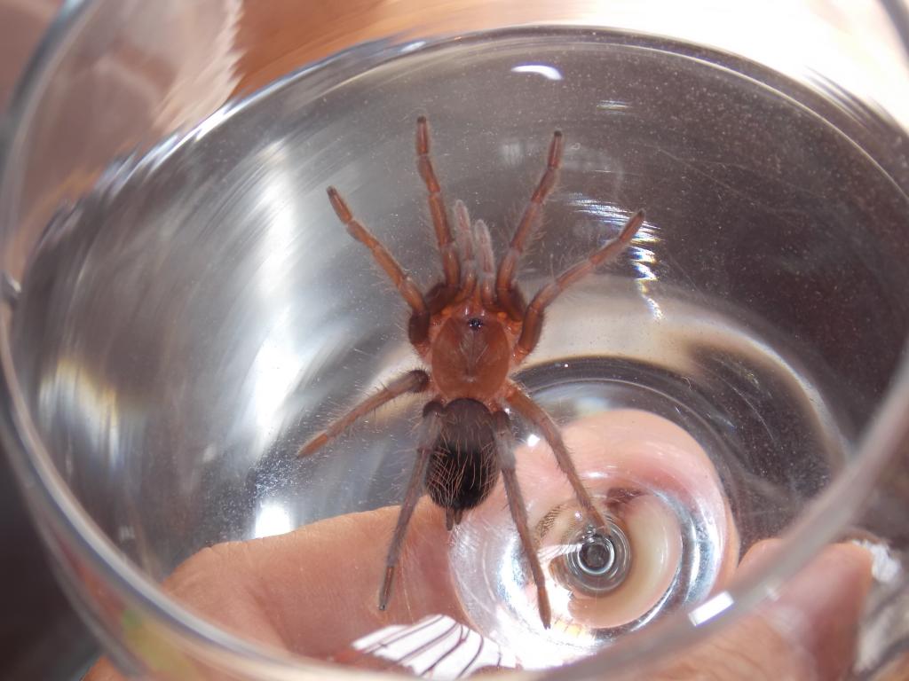 ID possible Brachypelma sp Yaxchilan?