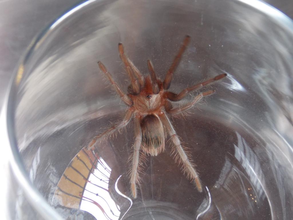 ID possible Brachypelma sp Yaxchilan?