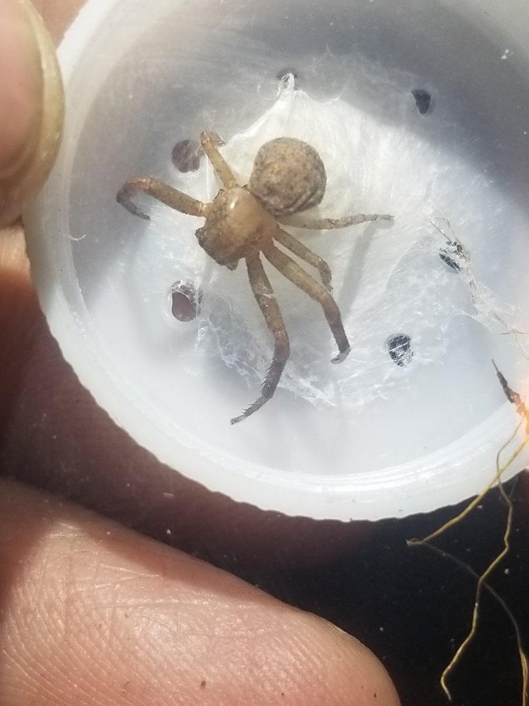 ID Request: Huntsman Sling?