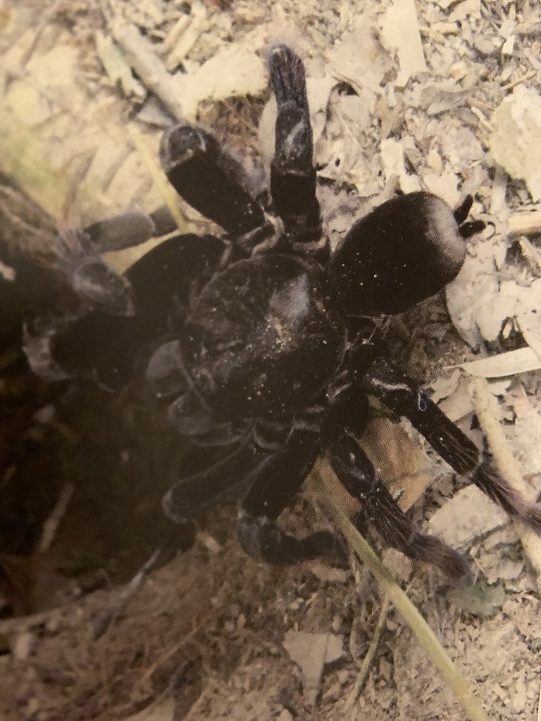 ID request (Peru tarantula)