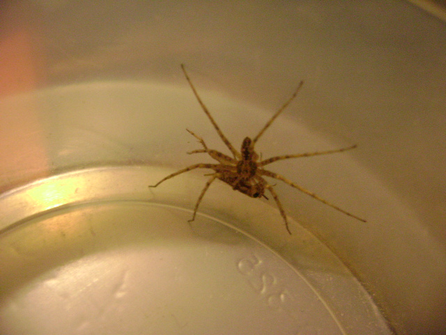 ID Spider