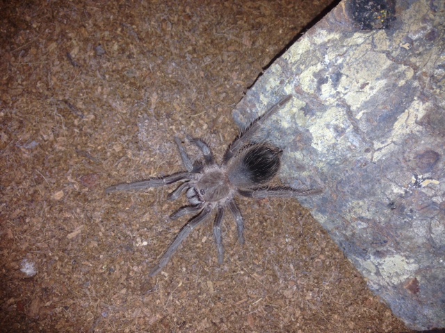 ID this T? Lasiodora parahybana?