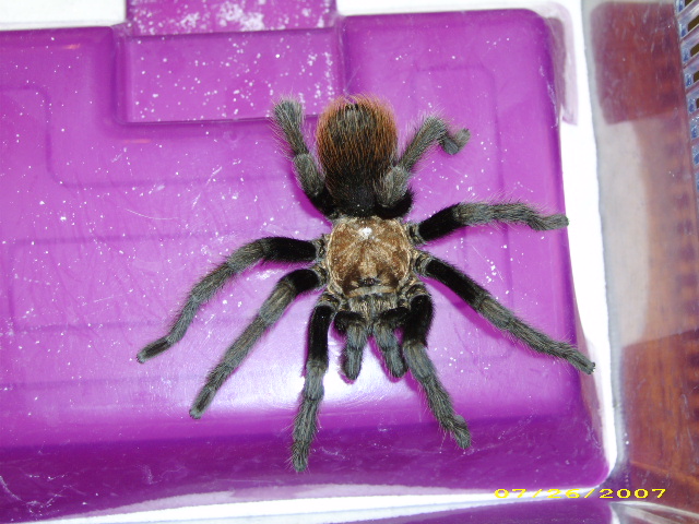 ID This Tarantula Please?