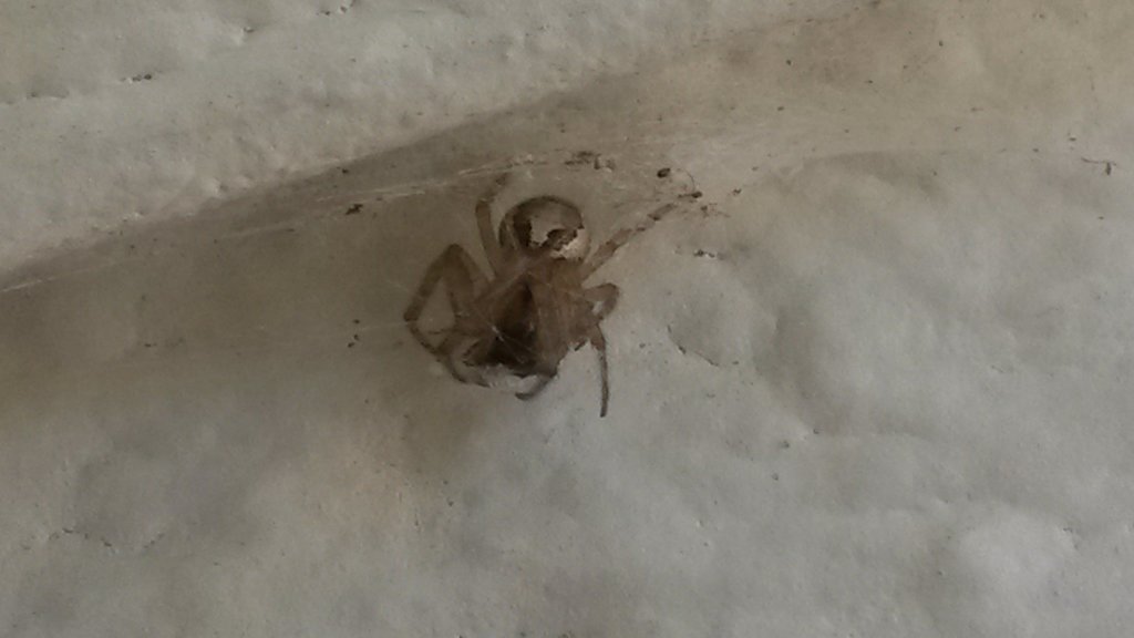 Identification for this Steatoda?