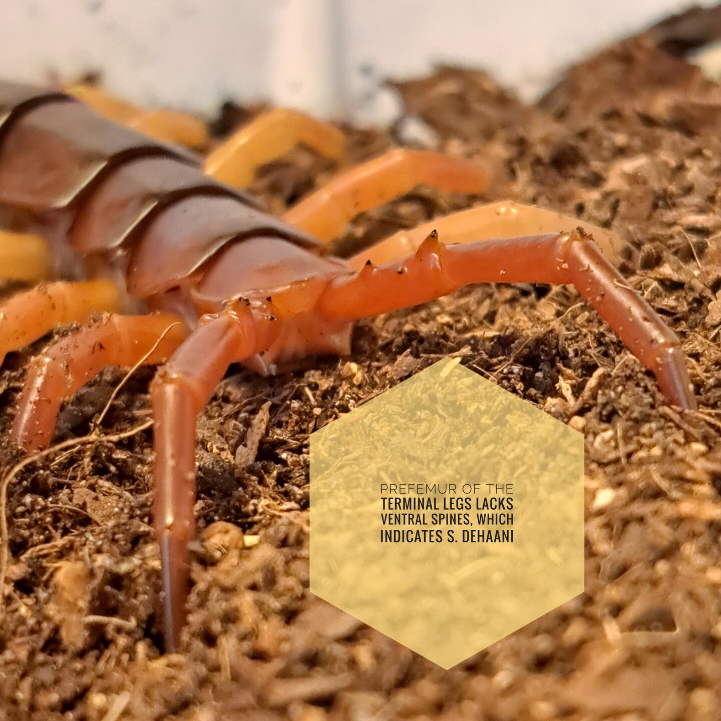 identifying Scolopendra dehaani