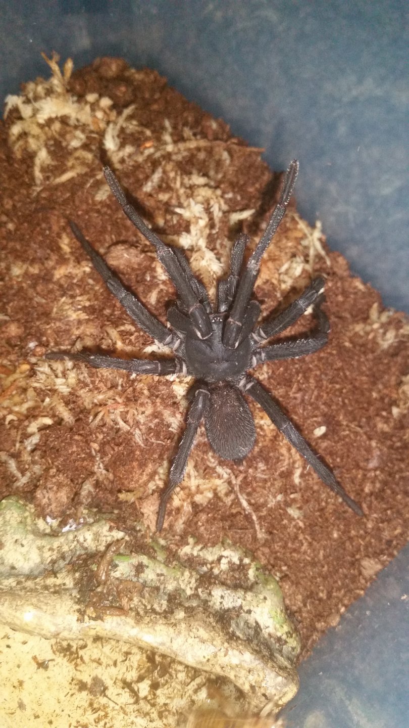 Idiommata Sp silverback MM startled