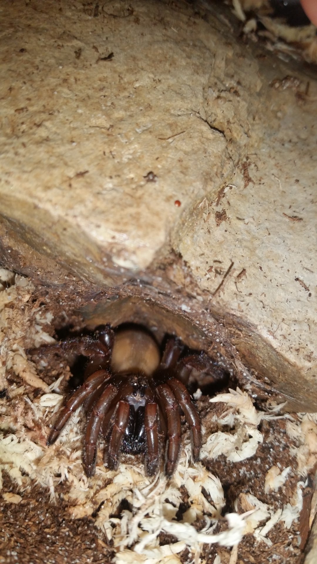 Idiosoma sp.