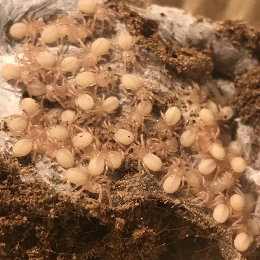 Idiothele mira 1I spiderlings