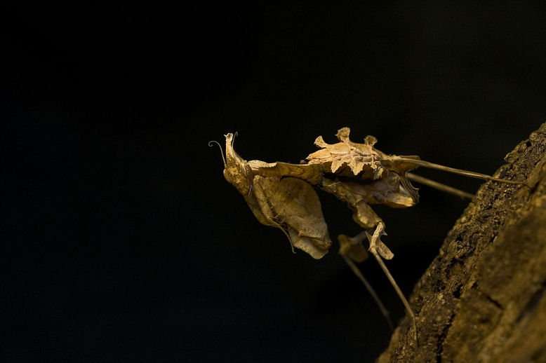 Idolomantis diabolica