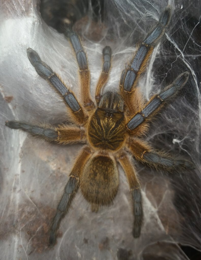 I'll want to hold on to this photo in case it molts out male
