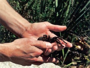 I'm not sure what Tarantula this is.