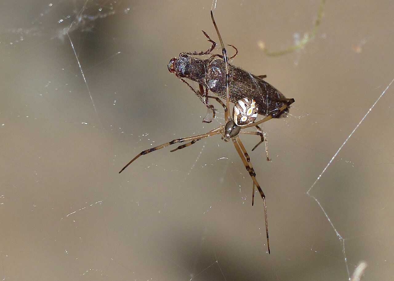 Immature Female Black Widow with Click Beetle