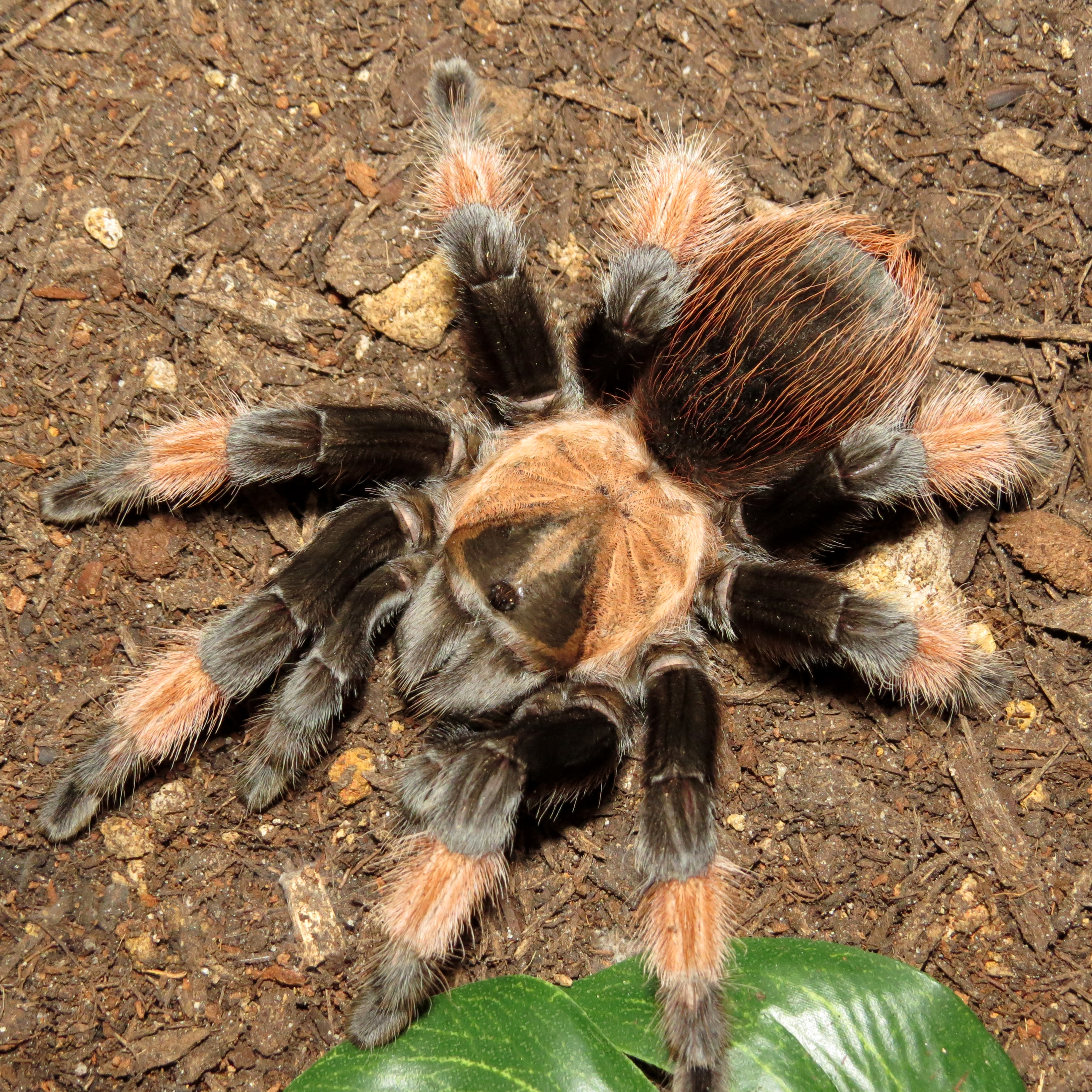 Implacable (♀ Brachypelma emilia 5")