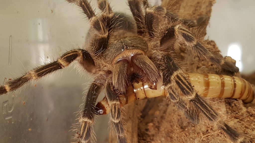 In the mouth of a giant