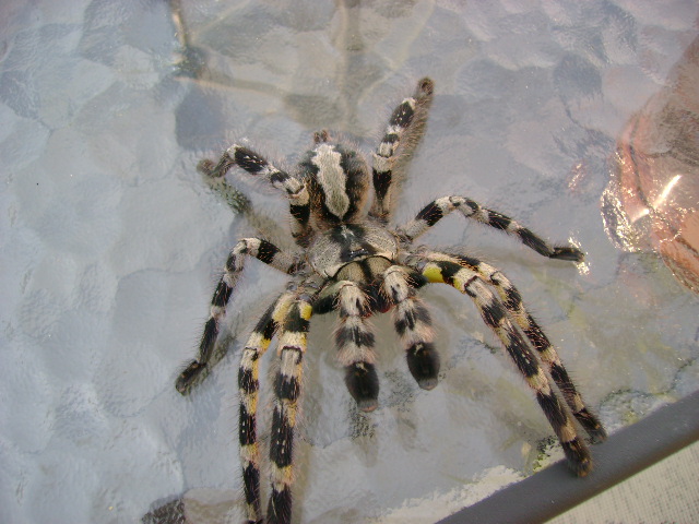 Indian Ornamental (Poecilotheria regalis)...........