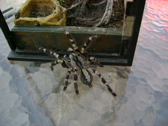 Indian Ornamental (Poecilotheria regalis)...........